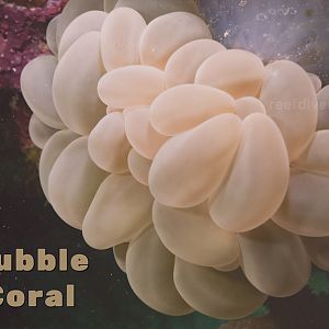 Learn To Identify Bubble Coral