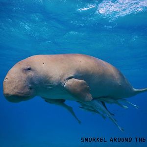 Marsa Alam-Snorkeling with dugong