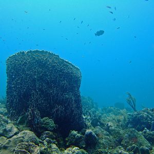 Barrel sponge - Saba