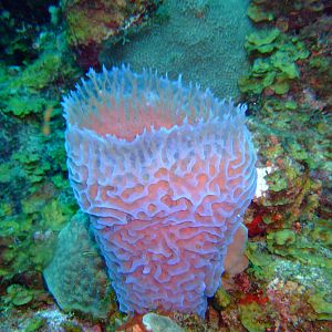 Sponge - Saba