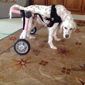 Heathers New Wheelchair