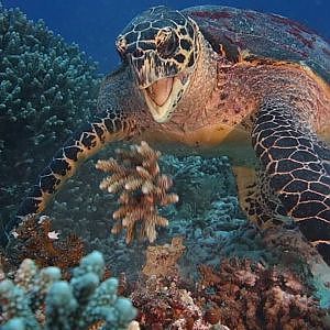 Tubbataha Reef Scuba Diving 2017. Philippines