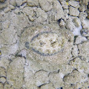 Flounder - Waterlemon Cay - St John 2017