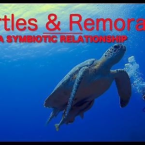 Turtles & Remoras - A Symbiotic Relationship in Roatan