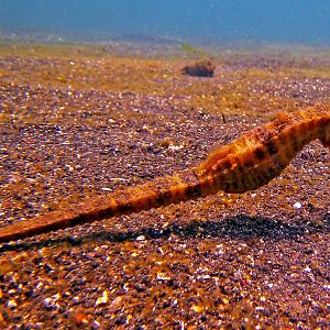 Giant Sea Horse At Lembeh