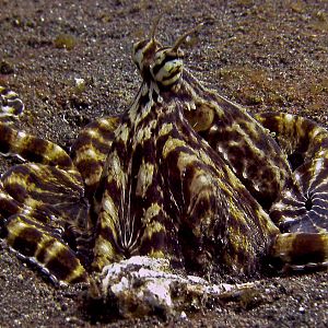 Mimic Octopus In Lembeh