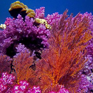 Corals Of Stonehenge