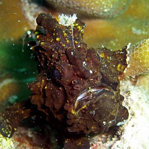 Brown Frog Fish At Stonehenge