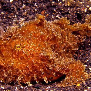 Harry Frog Fish At Lembeh