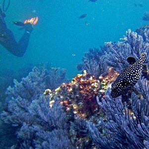 Ginea Fowl Puffer @ Sea Of Cortez