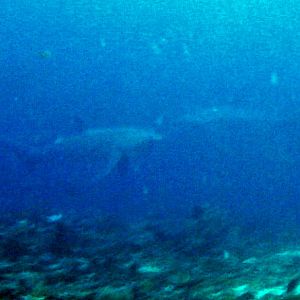 Malapascuan Thresher Sharks