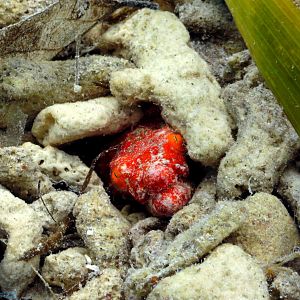 Red Crocodile Snake Eel