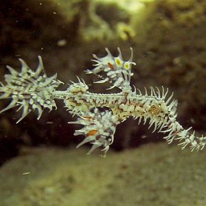 Ghost Pipe Fish @ Koh Talang