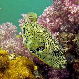 Puffer at Stonehenge