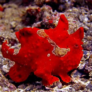 Painted Frog Fish At Lembeh