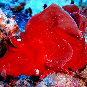 Paddle Flap Rhinopia Scorpion Fish