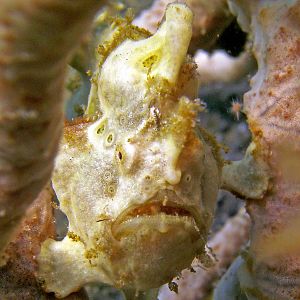 Yellow Frog Fish @ Lembeh