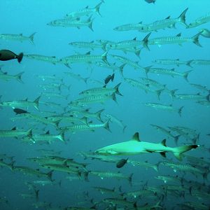 White Tip Shark With Barracudas