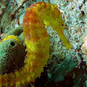 Tigertail Sea Horse At Stonehenge