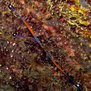 Kissing Jan's Pipe Fish