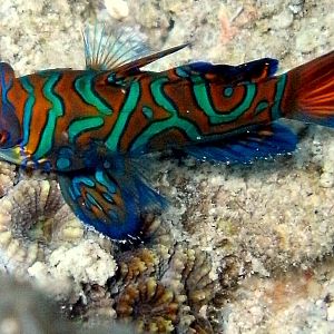 Mandarin Fish