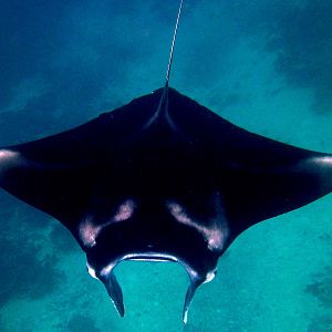 Sangalaki Manta Ray