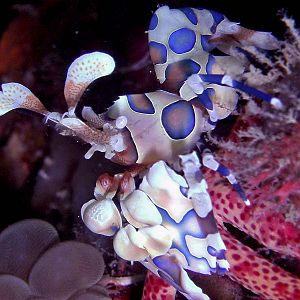 Harlequin Shrimp at Sail Rock