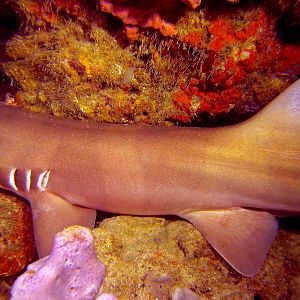 Derawan Island Bamboo Shark