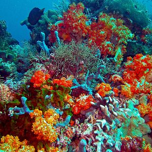 Komodo Corals