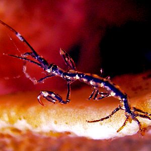 Skeleton Shrimp