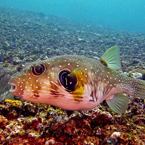 White Spotted Puffer