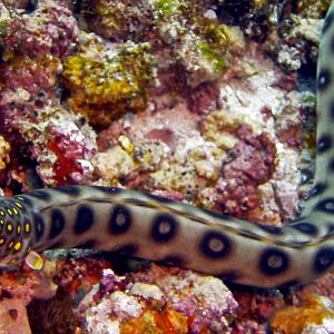 Napoleon Snake EEL