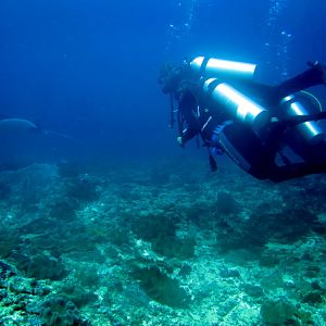 Manta Ray In Nusa Lembongan