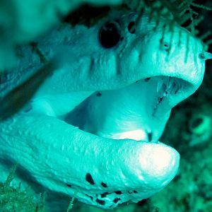 Albino Giant Moray Stonehenge