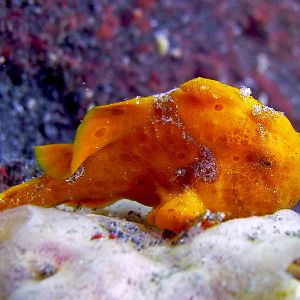 Orange Frog Fish At Lembeh