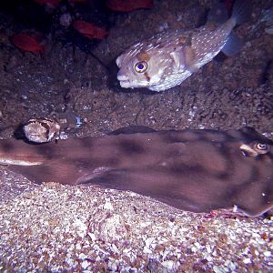 Guitar Shark @ Sea Of Cortez