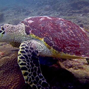 Hawksbill Turtle Koh Phi Phi