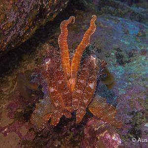 Giant cuttlefish