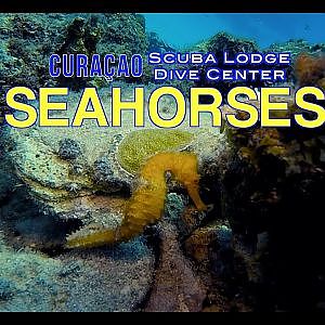 Curacao - Seahorses