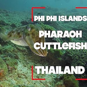 Pharaoh Cuttlefish - Thailand
