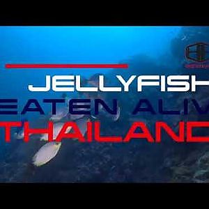 Jellyfish Eaten Alive - Thailand