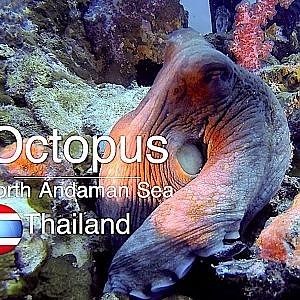 Octopus - Thailand Aggressor
