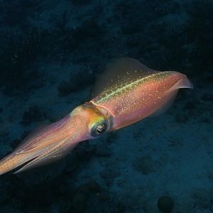 340 Reef Squid