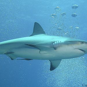 1520 Blacktip Shark