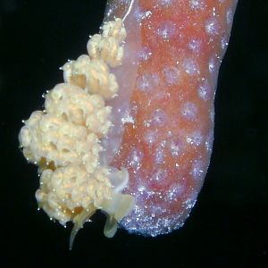 2861 White-Patch Aeolid Nudibranch