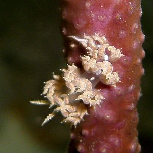 2807 White-Patch Aeolid Nudibranch