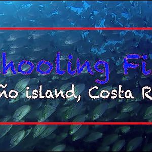 Schooling Fish of Costa Rica - Cano Island - Okeanos