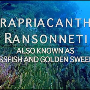 Parapriacanthus Ransonneti aka Glassfish and/or Golden Sweepers
