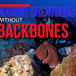 Marine Creatures without Backbones