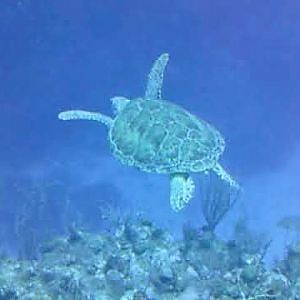 Green Sea Turtle Swim - YouTube